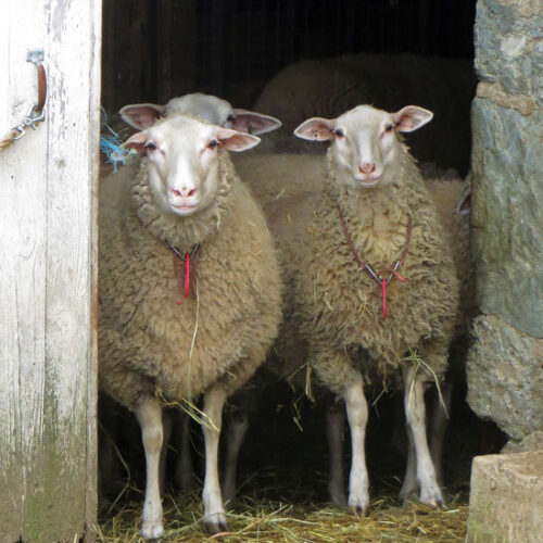 Best Sheep Breeds for Homesteaders
